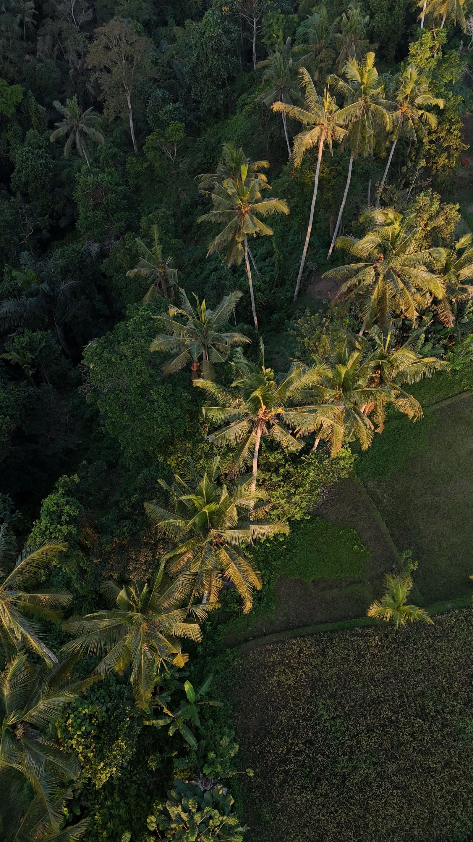 Tegalalang Bali